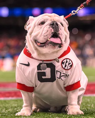Georgia Bulldogs Football Athens